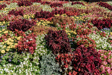 Naklejka premium flowers in the garden