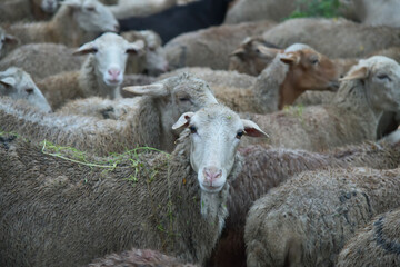 White sheep herd graze in Dagestan. Russia
