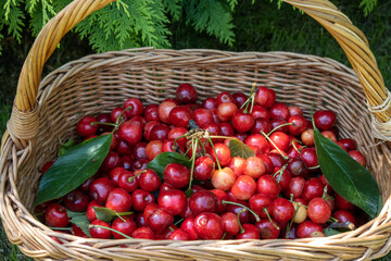 wooden wicker basket with harvest of ripe cherry under green picea tree in the home garden, concept of healthy eating, diet and lifestyle nutrition. Beautiful photography for web site, blog, magazine 