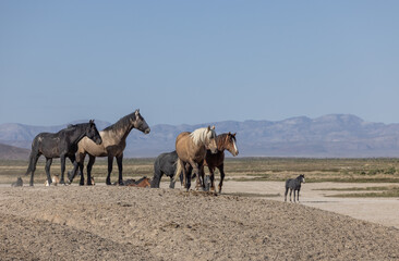 Wild Horses in Spring in the Utah Desert