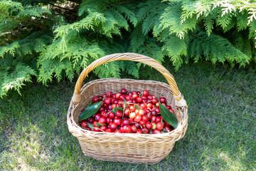 Fototapeta na wymiar wooden wicker basket with harvest of ripe cherry under green picea tree in the home garden, concept of healthy eating, diet and lifestyle nutrition. Beautiful photography for web site, blog, magazine 