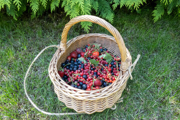 Fototapeta na wymiar close up of wooden wicker basket with harvest of berries on the green grass in the home garden, concept of healthy eating, diet and lifestyle nutrition. Beautiful photography for web site, blog