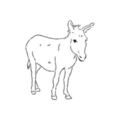 Fototapeta na wymiar Sketch of donkey Hand drawn illustration donkey vector