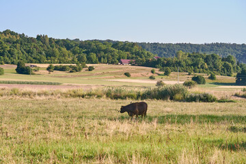 Fototapeta na wymiar Heckenhäu Galloway Rinder auf der Freiland Weide im Naturschutzgebiet