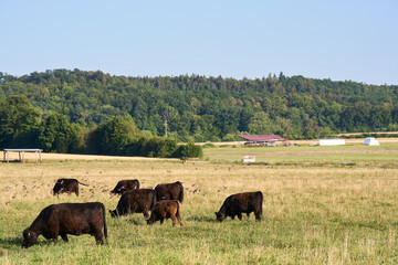 Naklejka na ściany i meble Heckenhäu Galloway Rinder auf der Freiland Weide im Naturschutzgebiet