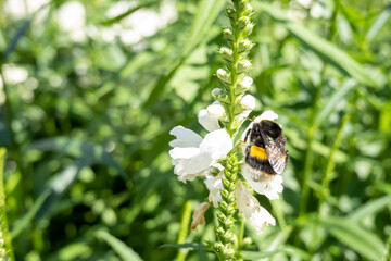close up of a bumble bee collecting nectar on a white flower petal, bee in the garden in natural habitat. Concept of wild nature insects. Beautiful photography for web site, blog, shop, catalogue 