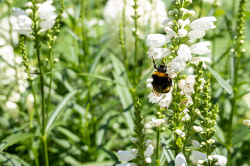 close up of a bumble bee collecting nectar on a white flower petal, bee in the garden in natural habitat. Concept of wild nature insects. Beautiful photography for web site, blog, shop, catalogue 