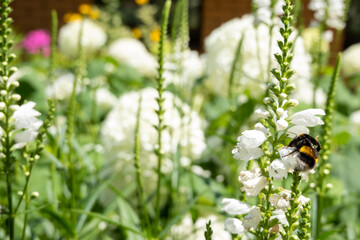 close up of a bumble bee collecting nectar on a white flower petal, bee in the garden in natural...