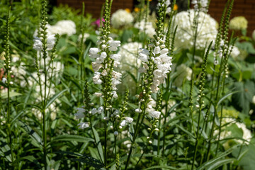 beautiful botanical shot, natural wallpaper. Physostegia virginiana flowers in the home garden 