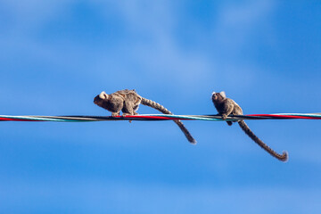 Saguis-de-tufos-brancos caminhando sobre fios.