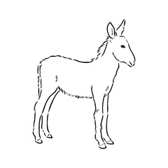 Obraz na płótnie Canvas Sketch of donkey Hand drawn illustration donkey vector