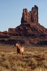 Fototapeta premium Wild Brown Horse in the desert with Red Rock Mountain Landscape in Background. Sunny Sunset Sky. Oljato-Monument Valley, Utah, United States.