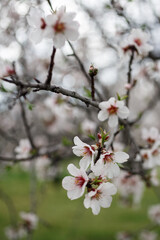 beautiful flowers of almond tree