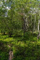 NSG „Schwarzes Moor