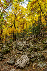 Colorful beech fall forest in Ordesa and Monte Perdido NP, Pyrenees, Aragon in Spain