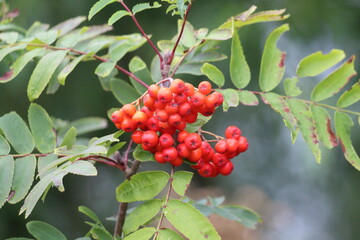 Red berries on a tree at a nature reserve. There is a lovely contrasting red against the green background.