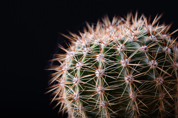 cactus close-up on a black background