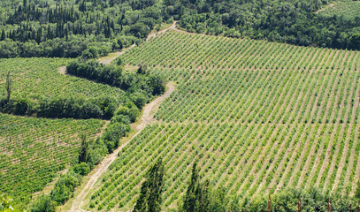 Fototapeta na wymiar Vineyards, plantations of green grapes ripen on the mountainside.