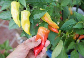 womans hand, picking ripe red peppers from chili plant in a pot