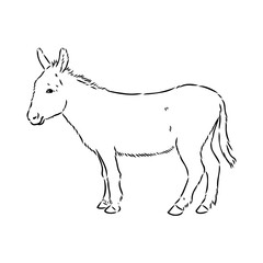 Sketch of donkey Hand drawn illustration donkey vector