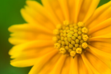 Sphagneticola trilobata or Singapore daisy flower taken from top angle