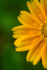 Sphagneticola trilobata or Singapore daisy flower taken from top angle