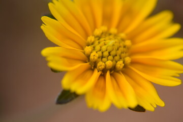 Sphagneticola trilobata or Singapore daisy flower taken from top angle
