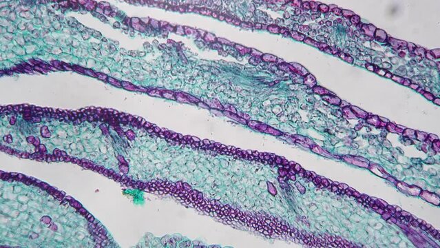 Apical bud filmed under microscope 200x in longitudinal section against bright field. Magnification of plant in lots of times for researching structure with membranes and chlorophylls in microbiology