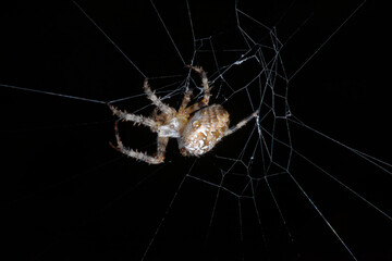 Epeire diadème au centre de sa toile (Araneus diadematus)