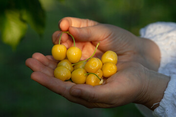 female hand holds ripe fruits of yellow cherries in her palm, healthy food, fruits