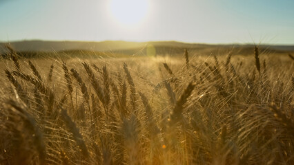 Dry wheat spikes are seen in sunset in middle Anatolian region, Turkey.