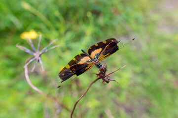 A dragonfly, yellow-black wings, green body and big eyes perched on a withered flower.