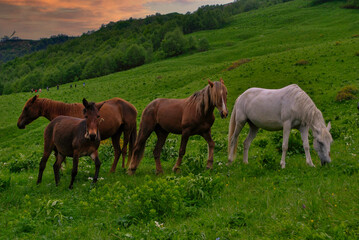 Georgian Horses, Mleta