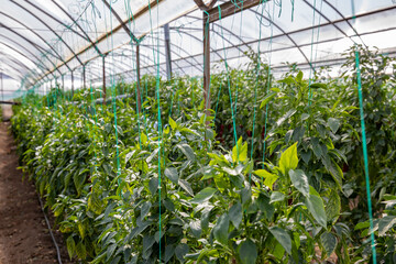 Green and red pepper saplings are in line inside a greenhouse in Turkey.