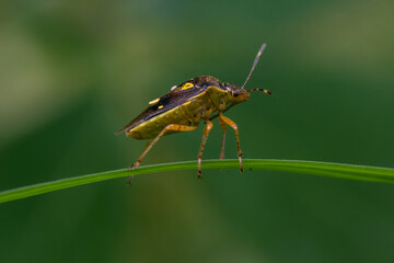 grasshopper on a leaf