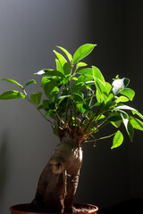 bonsai ginseng closeup