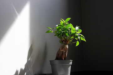 plant bonsai ginseng