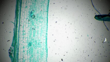 Stem of Cucurbita moschata L.S. under microscope 40x against bright field. Longitudinal section of pumpkin magnified under micrograph for science issues. Research of flora life on Earth concept - Powered by Adobe