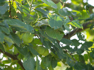 Greengage plum on tree, closeup of fruit