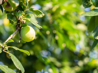 Greengage plum on tree, closeup of fruit