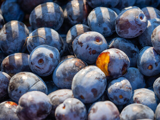 Close up of blue plums