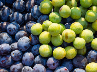 Close up of green and blue plums