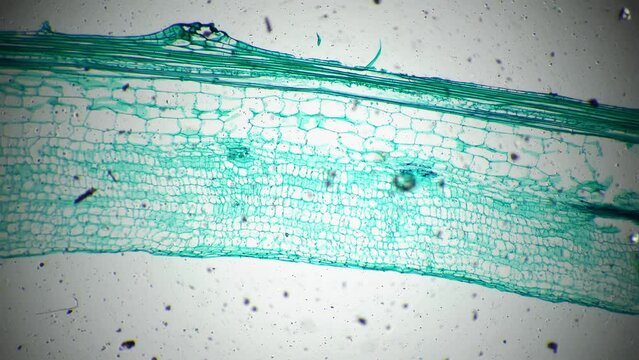 Stem of Cucurbita moschata filmed under microscope 40x against bright field. Longitudinal section of pumpkin magnified with micrograph for science issues. Research of flora life on Earth concept