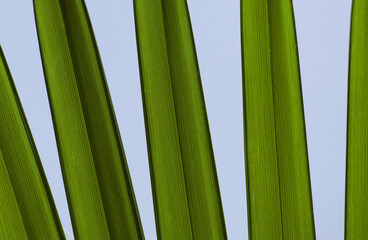 Palm leaves