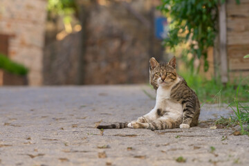 A homeless cat sits on a stone road in an old tourist town.