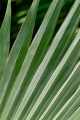 Palm leaves