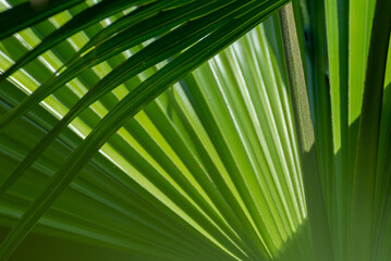Palm leaves