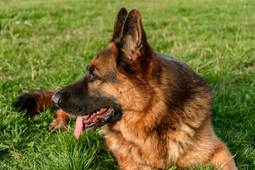 German shepherd dog lying on the grass, like a sphinx, relaxed, with his head turned and looking at the margin of the photo. mouth ajar ears erect