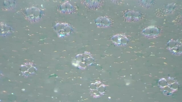 Microscopic footage of monocotyledon stem filmed with 100 times magnification and oblique lighting. Exploring piece of simple plant under special scientific device in a lab for viewing its cells