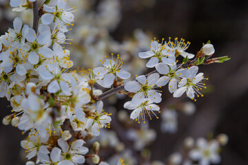 Blackthorn prunus spinosa sloe plant shrub white flower bloom blossom detail spring wild fruit